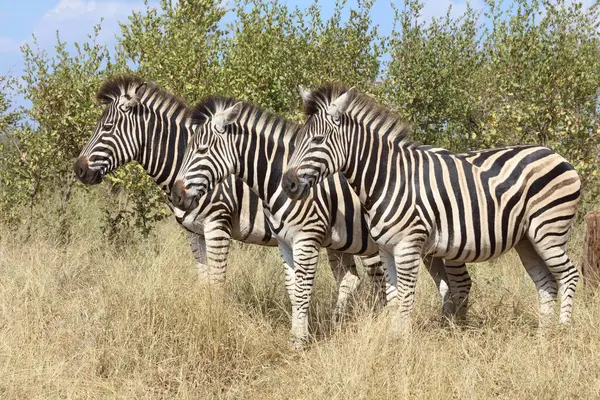 Steppenzebra Burchell Zebra Equus Burchellii — 图库照片