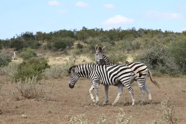 Steppenzebra Burchell Zebra Equus Burchellii — 스톡 사진