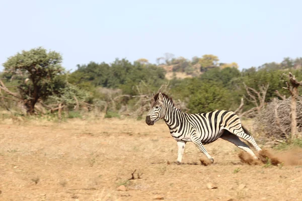 Steppenzebra Burchell Zebra Equus Burchellii — 图库照片