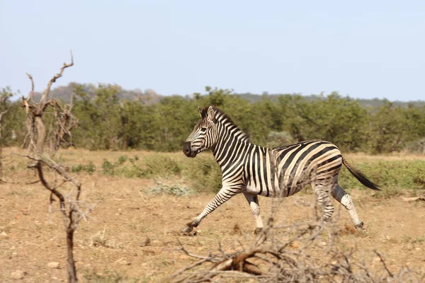 Steppenzebra Burchell Zebra Equus Burchellii — 图库照片