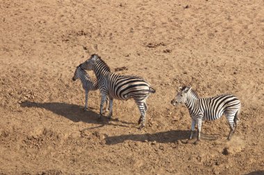 Steppenzebra / Burchell's zebra / Equus burchellii