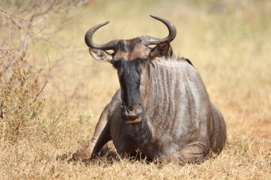 Streifengnu / Blue wildebeest / Connochaetes taurinus