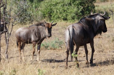 Streifengnu / Blue wildebeest / Connochaetes taurinus