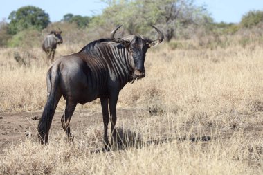 Streifengnu / Blue wildebeest / Connochaetes taurinus