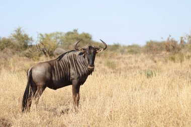 Streifengnu / Blue wildebeest / Connochaetes taurinus