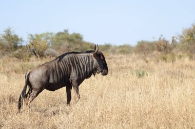 Streifengnu / Blue wildebeest / Connochaetes taurinus