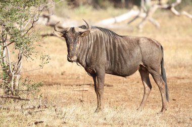 Streifengnu / Blue wildebeest / Connochaetes taurinus