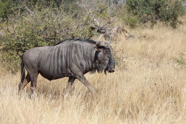 Streifengnu / Blue wildebeest / Connochaetes taurinus
