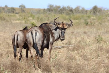 Streifengnu / Blue Wildebeest / Connochaetes taurinus