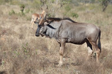 Streifengnu / Blue Wildebeest / Connochaetes taurinus