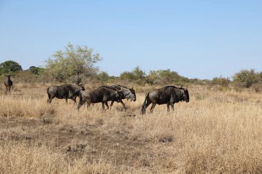 Streifengnu / Blue Wildebeest / Connochaetes taurinus
