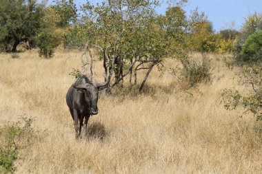 Streifengnu / Blue Wildebeest / Connochaetes taurinus