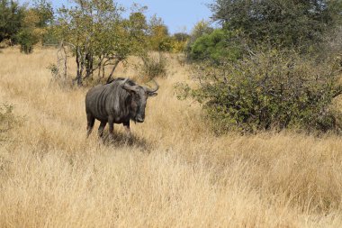 Streifengnu / Blue Wildebeest / Connochaetes taurinus