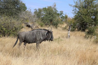 Streifengnu / Blue Wildebeest / Connochaetes taurinus