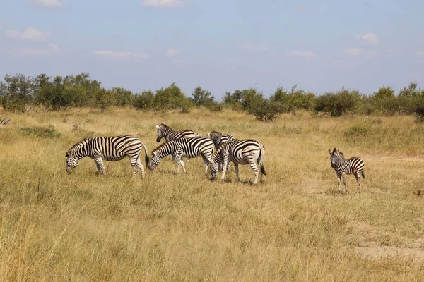 Steppenzebra Burchell Zebra Equus Burchellii — 스톡 사진