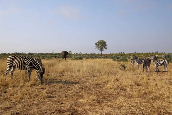 Steppenzebra Burchell Zebra Equus Burchellii — 图库照片