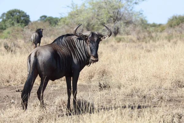 Streifengnu Blue Wildebeest Connochaetes Taurinus — Zdjęcie stockowe