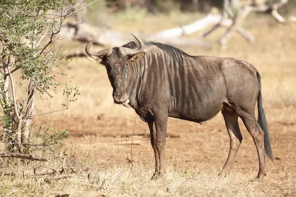 Streifengnu Blue Wildebeest Connochaetes Taurinus — Zdjęcie stockowe