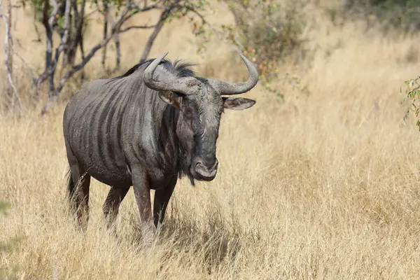 Streifengnu Blue Wildebeest Connochaetes Taurinus — Zdjęcie stockowe