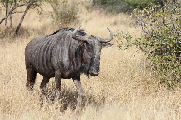 Streifengnu Blue Wildebeest Connochaetes Taurinus — Zdjęcie stockowe