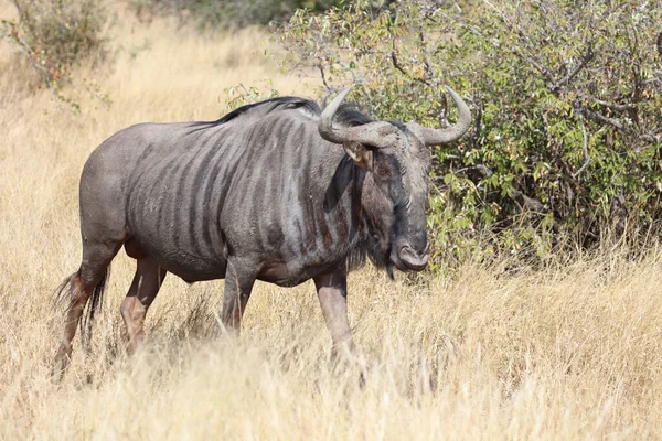 Streifengnu Blue Wildebeest Connochaetes Taurinus — Zdjęcie stockowe