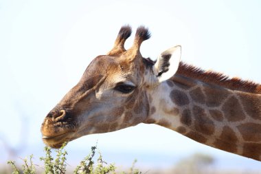 Giraffe / Giraffe / Giraffa Camelopardalis