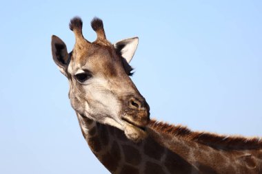 Giraffe / Giraffe / Giraffa Camelopardalis
