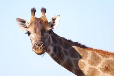 Giraffe / Giraffe / Giraffa Camelopardalis