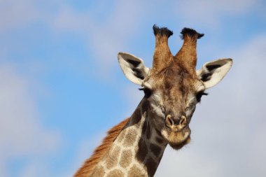 Giraffe / Giraffe / Giraffa Camelopardalis