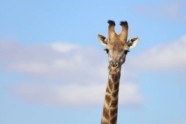 Giraffe / Giraffe / Giraffa Camelopardalis
