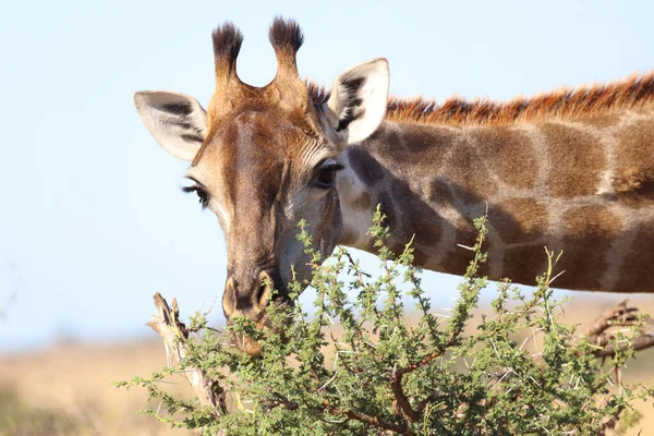 Giraffe Giraffe Giraffa Camelopardalis — 图库照片