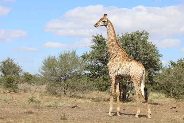 Giraffe Giraffe Giraffa Camelopardalis — стокове фото