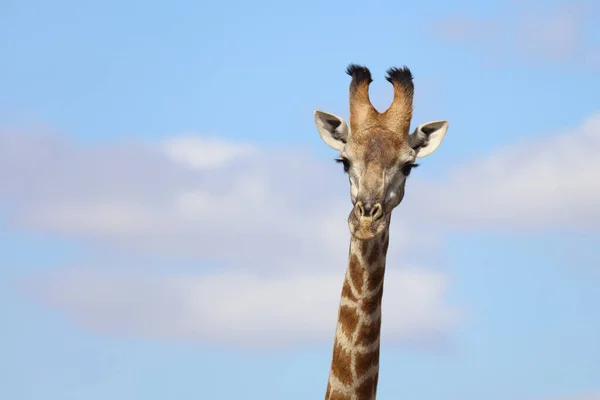 Giraffe Giraffe Giraffa Camelopardalis — 图库照片