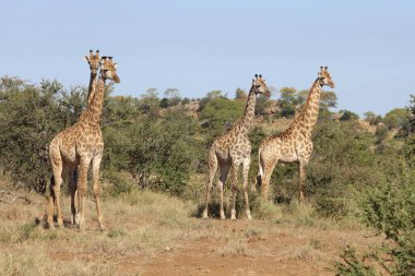 Giraffe / Giraffe / Giraffa Camelopardalis