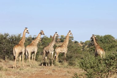 Giraffe / Giraffe / Giraffa Camelopardalis