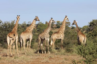 Giraffe / Giraffe / Giraffa Camelopardalis