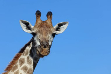 Giraffe / Giraffe / Giraffa Camelopardalis