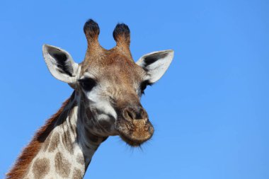 Giraffe / Giraffe / Giraffa Camelopardalis