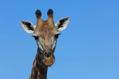 Giraffe / Giraffe / Giraffa Camelopardalis