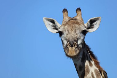 Giraffe / Giraffe / Giraffa Camelopardalis