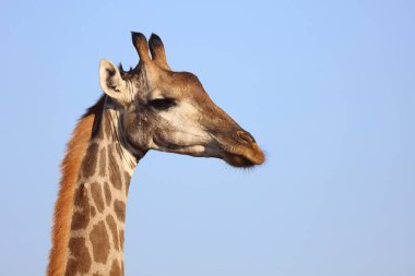 Giraffe / Giraffe / Giraffa Camelopardalis