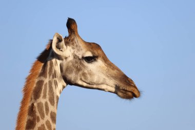 Giraffe / Giraffe / Giraffa Camelopardalis