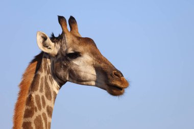 Giraffe / Giraffe / Giraffa Camelopardalis