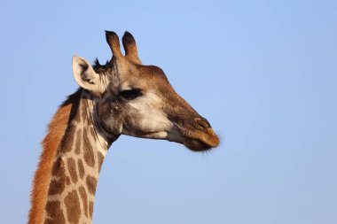 Giraffe / Giraffe / Giraffa Camelopardalis