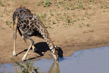 Giraffe / Giraffe / Giraffa Camelopardalis