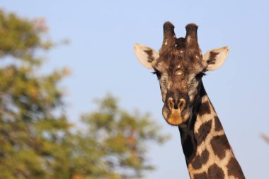 Giraffe / Giraffe / Giraffa Camelopardalis