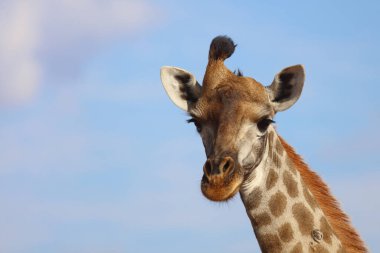 Giraffe / Giraffe / Giraffa Camelopardalis