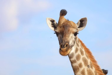 Giraffe / Giraffe / Giraffa Camelopardalis