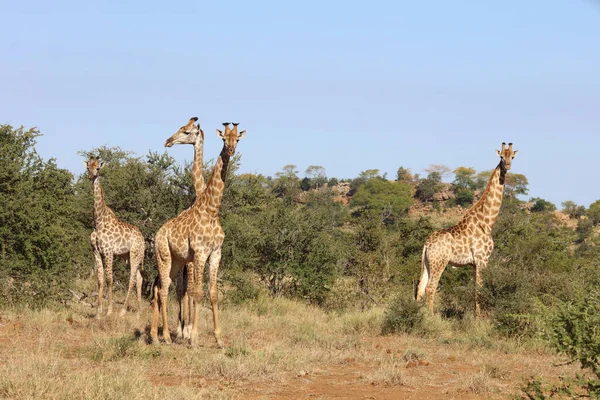 Giraffe Giraffe Giraffa Camelopardalis — 스톡 사진