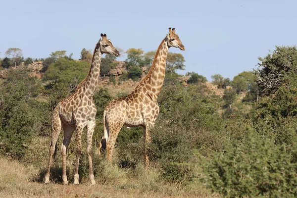 Giraffe Giraffe Giraffa Camelopardalis — стокове фото